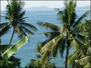 Filipiny, Palmy, Ocean