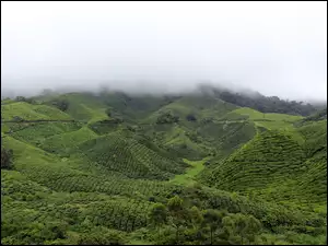 Mgła, Zielone, Wzgórza