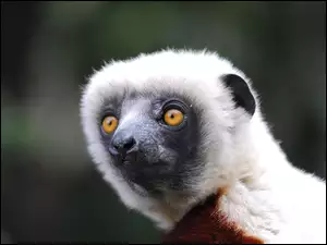 Oczy, Lemur, Głowa