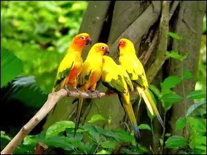 Drzewo, Kolorowe, Papugi