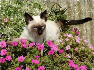 Kwiaty, Kot, Fioletowe