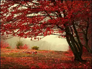 Jesień, Drzewa, Liście