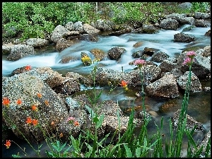 Rzeka, Kwiatki, Kamienie, Kolorowe