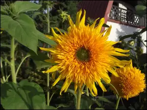 Ozdobnego, Kwiat, Słonecznika