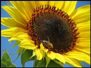 Kwiat, Owad, Słonecznik, Pszczoła