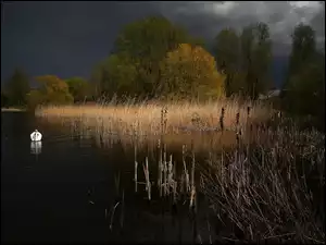Jezioro, Łabędz, Szuwary, Noc