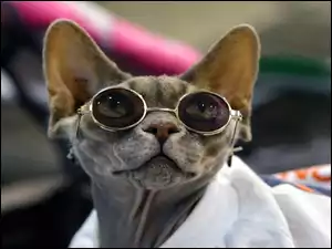 Kot, Śmieszne, Okulary