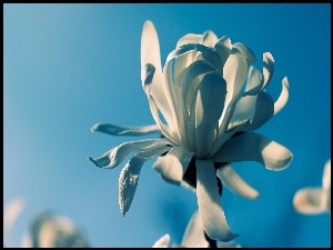 Biały, Tło, Kwiat, Niebieskie