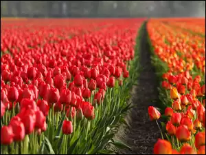 Tulipany, Uprawa