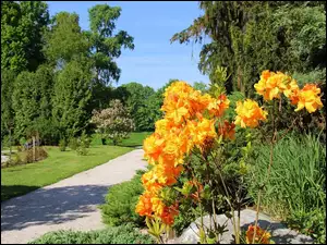 Park, Kwiaty, Latem, Pomarańczowe