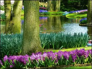 Rzeka, Keukenhof, Park, Holandia, Lato, Kwiaty