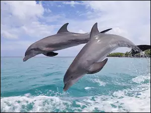 Morze, Dwa, Delfinki
