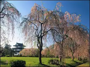 Wiosna, Kwitnące, Dom, Drzewa, Japonia