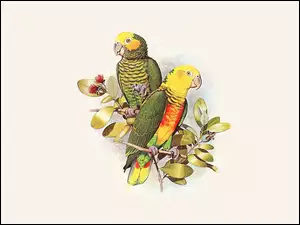 Kolorowe, Edward Lear, Papugi, Listki