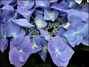 Ogrodowa, Niebieska, Hortensja