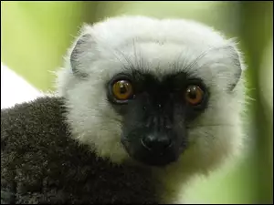 Lemur, Oczy, Sifaka, Głowa
