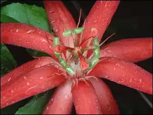 Czerwony, Ekwador, Kwiat, Red Passion