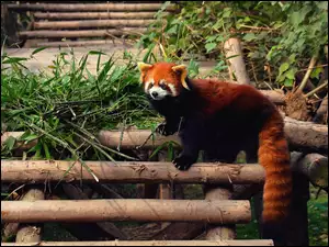 Bambus, Panda, Czerwona, Mała, Drabinka