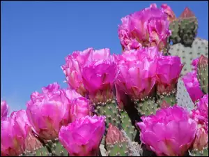 Kwiaty, Kaktusa