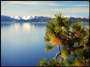 Kalifornia, Jezioro, Gałązka, Góry, Tahoe