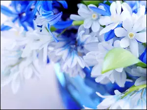 Kwiatki, Białe, Niebieskie