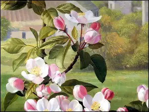 Kwitnące, Gałązka, Drzewo, Owocowe