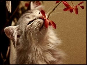 Kotek, Kwiaty