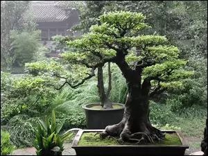 Drzewka, Domek, Bonsai, Ogród