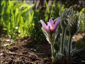 Wiosna, Sasanki, Kwiaty