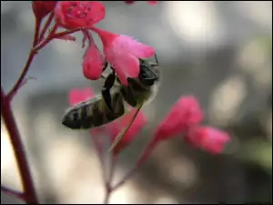 Pszczoła, Żurawki, Na, Kwiatku