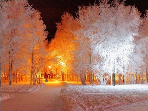 Park, Drzewa, Zimą, Białe