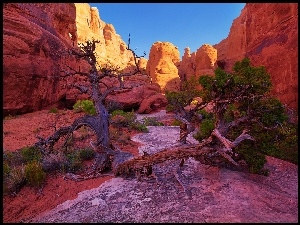 Drzewo, Kanion, Narodowy, Park, Utah