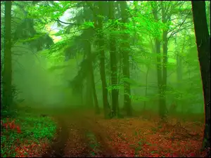 Las, Jesień, Drzewa, Mgła