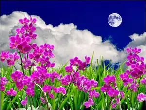 Kwiaty, Księżyc, Storczyki, Chmury