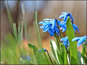 Cebulica Syberyjska, Wiosna, Niebieskie, Kwiaty