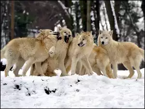 Śnieg, Stado, Wilków