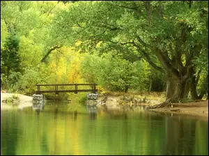 Most, Rzeki, Drzewa