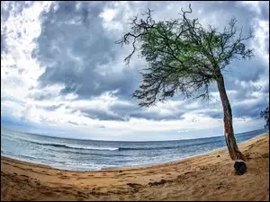 Drzewo, Morze, Plaża