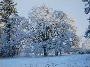 Drzewa, Zima, Ośnieżone