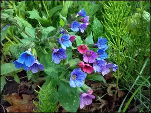 Kwiaty, Niebieskie, Polne