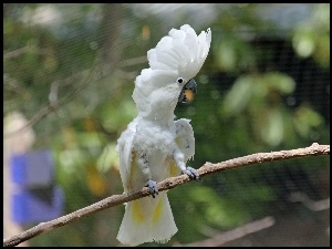 Kakadu, Biała, Papuga