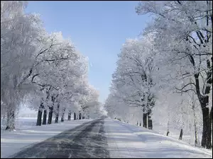 Drzewa, Zima, Śnieg, Droga