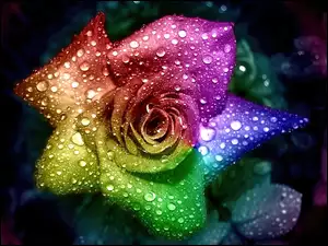Kolorowa, Deszczu, Róża, Krople