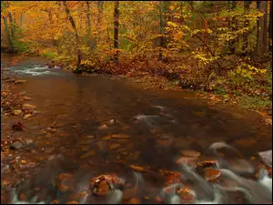 Rzeka, Jesień, Kamienie, Drzewa
