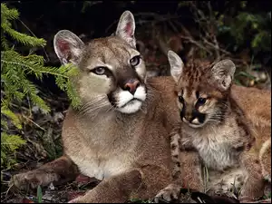 Młode, Puma, Matka