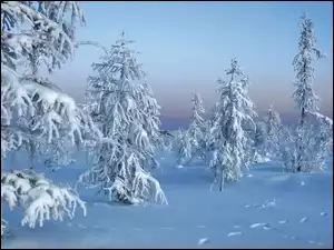 Zima, Drzewa, Ośnieżone