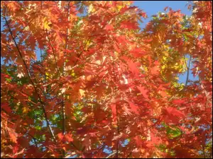 Drzewo, Jesień, Kolorowe, Liście