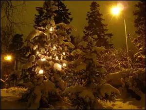 Zima, Noc, Oświetlone, Drzewko