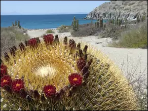Kwitnący, Meksyk, Kaktus, Wyspa Katalina