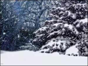 Zima, Drzewa, Śnieg, Jodła